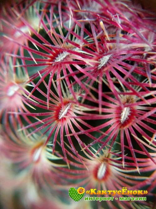 Эхиноцереус твердейший (Echinocereus rigidissimus v. rubispinus L 088, эхиноцереус ригидиссимус рубиспинус)