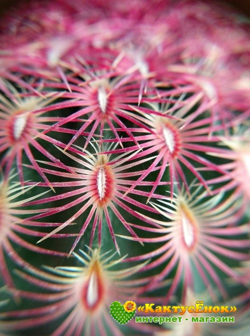 Эхиноцереус твердейший (Echinocereus rigidissimus v. rubispinus L 088, эхиноцереус ригидиссимус рубиспинус)