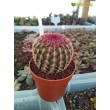 Эхиноцереус твердейший (Echinocereus rigidissimus v. rubispinus L 088, эхиноцереус ригидиссимус рубиспинус)