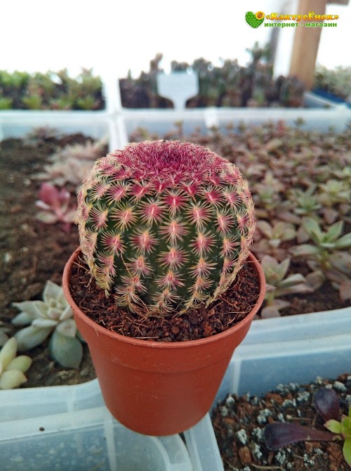 Эхиноцереус твердейший (Echinocereus rigidissimus v. rubispinus L 088, эхиноцереус ригидиссимус рубиспинус)