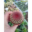 Эхиноцереус твердейший (Echinocereus rigidissimus v. rubispinus L 088, эхиноцереус ригидиссимус рубиспинус)