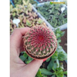 Эхиноцереус твердейший (Echinocereus rigidissimus v. rubispinus L 088, эхиноцереус ригидиссимус рубиспинус)