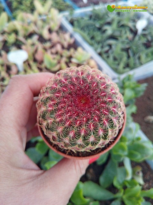 Эхиноцереус твердейший (Echinocereus rigidissimus v. rubispinus L 088, эхиноцереус ригидиссимус рубиспинус)