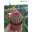 Эхиноцереус твердейший (Echinocereus rigidissimus v. rubispinus L 088, эхиноцереус ригидиссимус рубиспинус)