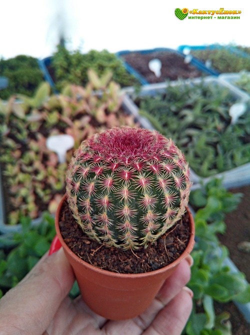 Эхиноцереус твердейший (Echinocereus rigidissimus v. rubispinus L 088, эхиноцереус ригидиссимус рубиспинус)