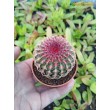 Эхиноцереус твердейший (Echinocereus rigidissimus v. rubispinus L 088, эхиноцереус ригидиссимус рубиспинус)