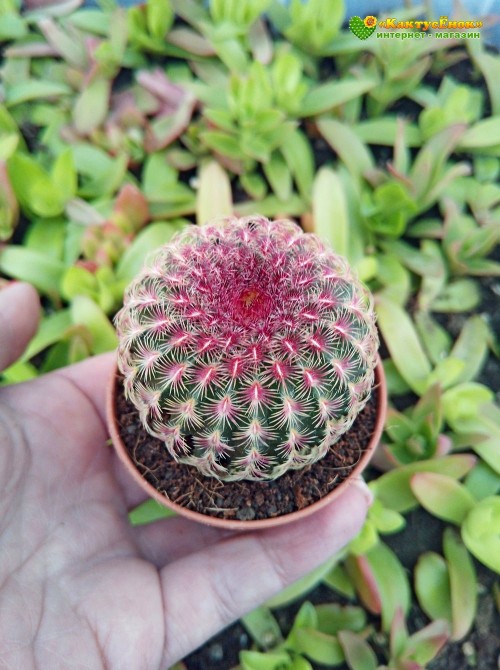 Эхиноцереус твердейший (Echinocereus rigidissimus v. rubispinus L 088, эхиноцереус ригидиссимус рубиспинус)