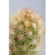 Маммиллярия удлинённая с жёлтой колючкой (Mammillaria elongata, Маммиллярия элонгата)