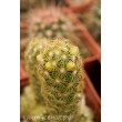 Маммиллярия удлинённая с жёлтой колючкой (Mammillaria elongata, Маммиллярия элонгата)