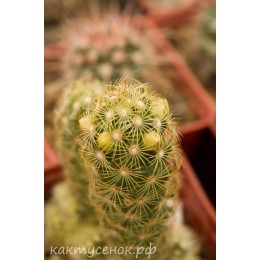 Маммиллярия удлинённая с жёлтой колючкой (Mammillaria elongata, Маммиллярия элонгата)