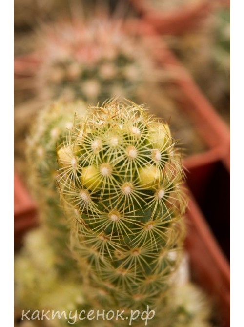 Маммиллярия удлинённая с жёлтой колючкой (Mammillaria elongata, Маммиллярия элонгата)