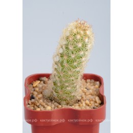Маммиллярия удлинённая с жёлтой колючкой (Mammillaria elongata, Маммиллярия элонгата)