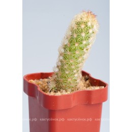 Маммиллярия удлинённая с жёлтой колючкой (Mammillaria elongata, Маммиллярия элонгата)