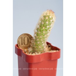Маммиллярия удлинённая с жёлтой колючкой (Mammillaria elongata, Маммиллярия элонгата)