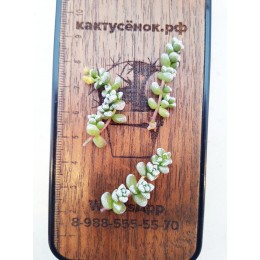 Черенок Крассула коралловая (Crassula corallina, крассула кораллина)