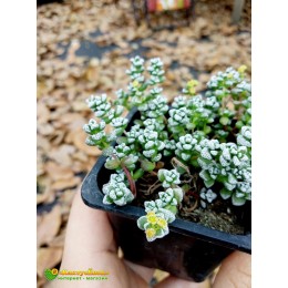 Черенок Крассула коралловая (Crassula corallina, крассула кораллина)