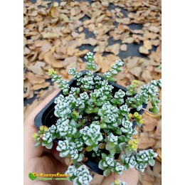 Черенок Крассула коралловая (Crassula corallina, крассула кораллина)