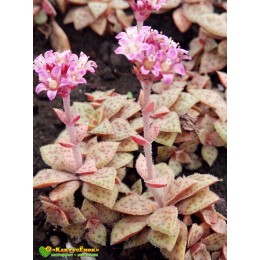 Крассула точечная (Crassula picturata, крассула пиктурата)