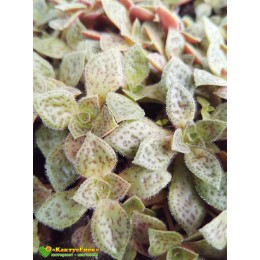 Крассула точечная (Crassula picturata, крассула пиктурата)