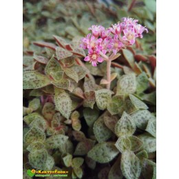 Крассула точечная (Crassula picturata, крассула пиктурата)