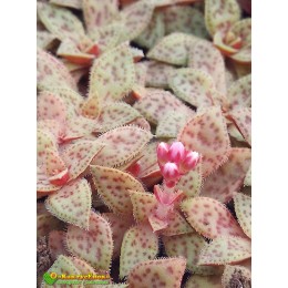 Крассула точечная (Crassula picturata, крассула пиктурата)