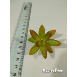 Черенок седум нуссбаумера (Sedum nussbaumerianum, седум нуссбаумерианум)