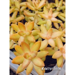 Черенок седум нуссбаумера (Sedum nussbaumerianum, седум нуссбаумерианум)