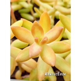 Черенок седум нуссбаумера (Sedum nussbaumerianum, седум нуссбаумерианум)