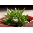 Хавортия Бейтса (Haworthia batesiana)