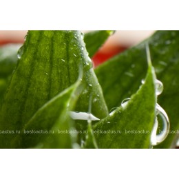 Хавортия Бейтса (Haworthia batesiana)