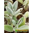 2 листовых черенка каланхоэ войлочное (Kalanchoe tomentosa, каланхоэ томентоза)