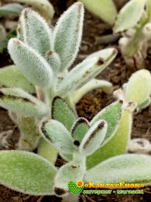 2 листовых черенка каланхоэ войлочное (Kalanchoe tomentosa, каланхоэ томентоза)