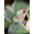 2 листовых черенка каланхоэ войлочное (Kalanchoe tomentosa, каланхоэ томентоза)