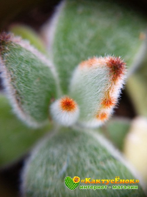 2 листовых черенка каланхоэ войлочное (Kalanchoe tomentosa, каланхоэ томентоза)