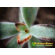 2 листовых черенка каланхоэ войлочное (Kalanchoe tomentosa, каланхоэ томентоза)