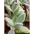 2 листовых черенка каланхоэ войлочное (Kalanchoe tomentosa, каланхоэ томентоза)