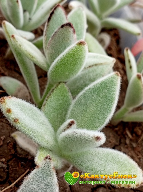 2 листовых черенка каланхоэ войлочное (Kalanchoe tomentosa, каланхоэ томентоза)