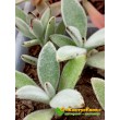 2 листовых черенка каланхоэ войлочное (Kalanchoe tomentosa, каланхоэ томентоза)