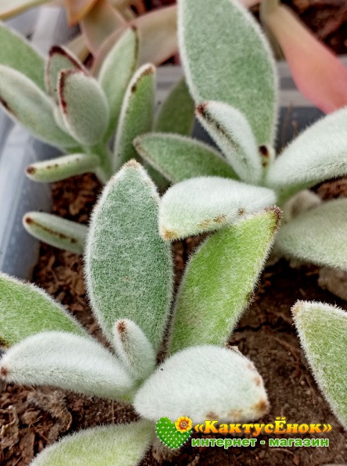 2 листовых черенка каланхоэ войлочное (Kalanchoe tomentosa, каланхоэ томентоза)