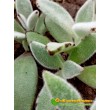 2 листовых черенка каланхоэ войлочное (Kalanchoe tomentosa, каланхоэ томентоза)