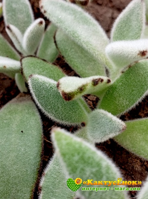 2 листовых черенка каланхоэ войлочное (Kalanchoe tomentosa, каланхоэ томентоза)