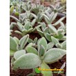 2 листовых черенка каланхоэ войлочное (Kalanchoe tomentosa, каланхоэ томентоза)