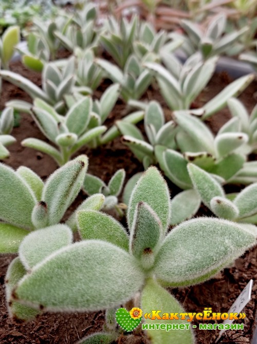 2 листовых черенка каланхоэ войлочное (Kalanchoe tomentosa, каланхоэ томентоза)