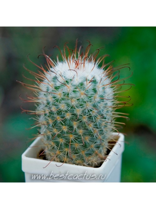 Маммиллярия атласная (Mammillaria bombycina, маммилярия бомбицина)