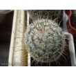 Маммиллярия атласная (Mammillaria bombycina, маммилярия бомбицина)