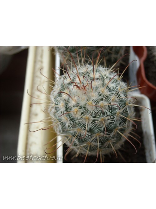 Маммиллярия атласная (Mammillaria bombycina, маммилярия бомбицина)