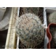 Маммиллярия атласная (Mammillaria bombycina, маммилярия бомбицина)