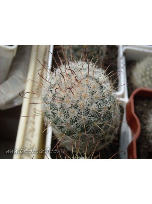 Маммиллярия атласная (Mammillaria bombycina, маммилярия бомбицина)