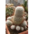 Маммиллярия атласная (Mammillaria bombycina, маммилярия бомбицина)