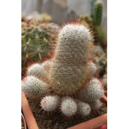 Маммиллярия атласная (Mammillaria bombycina, маммилярия бомбицина)